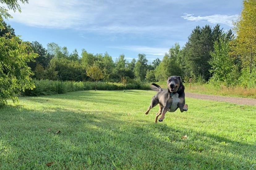 Animal House Pet Resort